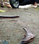 Indonesian motorcyclist fails maneuvering past HUGE millipede and crashes
