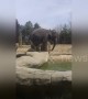 Funny moment elephant shoves friend into water with its trunk at Columbus zoo