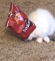 Kitty Craves Chips