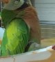 Parrot Nearly "Falls" Asleep