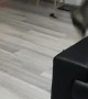 Cat Plays Catch