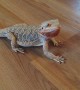 Bearded Dragon does hilarious happy dance for blueberries