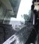 Dog Mystified by Moving Window Sticks