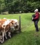 Herd of grazing cows rush to listen to accordion player