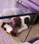 This puppy is baffled by glass separating him from his favourite toy