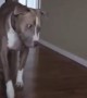 Pit Bull carefully tiptoes past cat