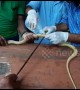 Indian vets battle to save cobra pierced with spear by terrified villager