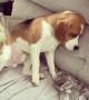 Beagle puppy does not like being told it’s bedtime!