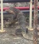 Huge monitor lizards 'hug' intensely next to canal in territorial dispute