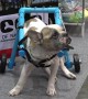 Heartwarming moment disabled dogs try out canine wheelchairs