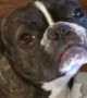 French Bulldog gets outed his best friend after being confronted