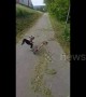 Swedish toddler takes a painful tumble while riding bike down a hill