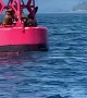 Sea Lions Launch onto Buoy to Relax