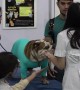 Thailand International Dog Show determines who is the very best boy