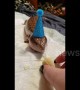 Polite US lizard named 'Baguette' dons a lovely hat while celebrating his birthday