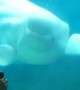 Baby beluga whale amazingly dances to the music