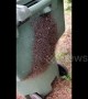 Thousands of spiders go crazy after being evicted from wheelie bin home