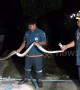 Python caught hiding in bathroom of Thai family home