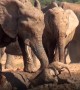 Baby elephant screams for help, family comes to the rescue