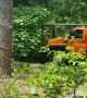 Tree Felling Fail
