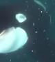 Killer Whale swims only inches away from diver