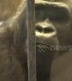 'Depressed' gorilla mopes around filthy zoo in Thai shopping mall
