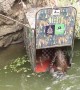 Drowning leopard jumps into wooden cage during rescue operation in India