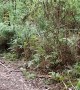 Mesmerizing Wild Lyrebird Encounter