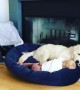 Dog and toddler adorably share bed together