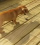Puppy Plays with New Flappy Friend