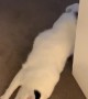 Kitty's Cute Welcome Home Routine