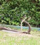 Two risqué snakes caught mating in broad daylight at Thai park