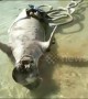 Two dugong wash up dead on Indonesian beach in mysterious circumstances