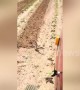 Brave bird stops moving tractor to prevent her eggs being run over