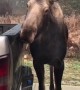Moose Gives Complimentary Car Wash