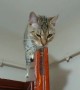 Acrobatic cat chills out on top of door