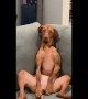 Cosy dog casually chills out on couch like a human