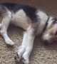 Dog Has Dream About Running