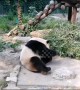 Visitors 'throw stones' at giant panda in Beijing Zoo