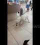 Police dog refuses to work after sniffing out crumbs in Italian airport