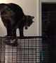 Sugar Glider Scares Cat