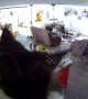 Meow-sion Impawssible? Mischievous kitty triggers home security alert
