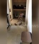 Cat vs dog in the ultimate tug of war