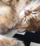 Adorable napping cat in deep sleep stage