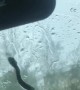Snake Slithers on Windshield