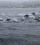 Witnessing Dozens Upon Dozens of Dolphins
