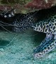 Pair of Moray Eels Smile Under the Sea