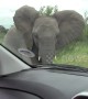 A battle for territory! 'Angry' elephants warn tourists' vehicles to stay off road in South Africa