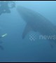 Divers have amazing encounter with hungry whale shark off Indonesia