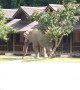 Brazen elephant stomps into Thai holiday resort to scratch its bottom on the trees